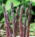 Purple Passion Asparagus Crowns – 2-Year Bare Root Heirloom Plants for Perennial Vegetable Gardens
