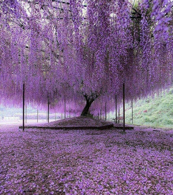 10 Purple Wisteria Cuttings Unrooted | Hardy Fast-Growing Flowering Vine for Trellis & Pergola
