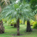 5 Pygmy Date Palm Seedlings (Phoenix roebelenii) | 3–5" Starter Plants | Dwarf Tropical Palm