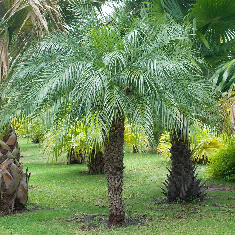 5 Pygmy Date Palm Seedlings (Phoenix roebelenii) | 3–5" Starter Plants | Dwarf Tropical Palm