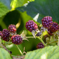 2 Glencoe Thornless Raspberry Plants – Rubus idaeus Bare Root Bushes for Garden, Patio, or Orchard