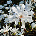 Star Magnolia Tree Bare Root Plant 6–12 Inches White Flowers Hardy Ornamental Shrub Magnolia stellata