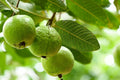 3 Guava Tree Cuttings Psidium guajava Unrooted Wood for Grafting or Rooting Tropical Fruit Tree Propagation