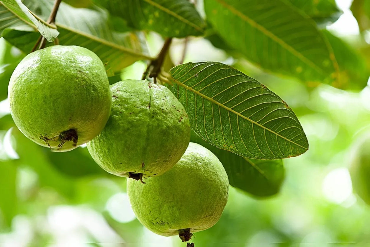 3 Guava Tree Cuttings Psidium guajava Unrooted Wood for Grafting or Rooting Tropical Fruit Tree Propagation