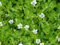 15 Live Bacopa monnieri Plants – Brahmi, Rau Đắng, Water Hyssop | Bareroot Medicinal & Edible Wetland Herb