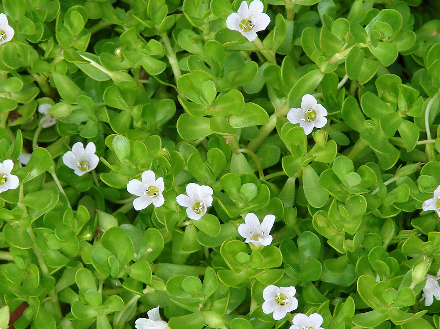 15 Live Bacopa monnieri Plants – Brahmi, Rau Đắng, Water Hyssop | Bareroot Medicinal & Edible Wetland Herb