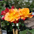 Super Rare Joseph’s Coat Climbing Rose Cuttings – 3 Unrooted Rosa ‘Joseph’s Coat’ Cuttings for Propagation