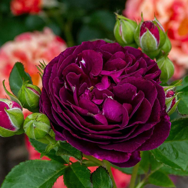 Super Rare Twilight Zone Rose Cuttings – Unrooted Deep Purple Rosa ‘Twilight Zone’ for Grafting & Propagation