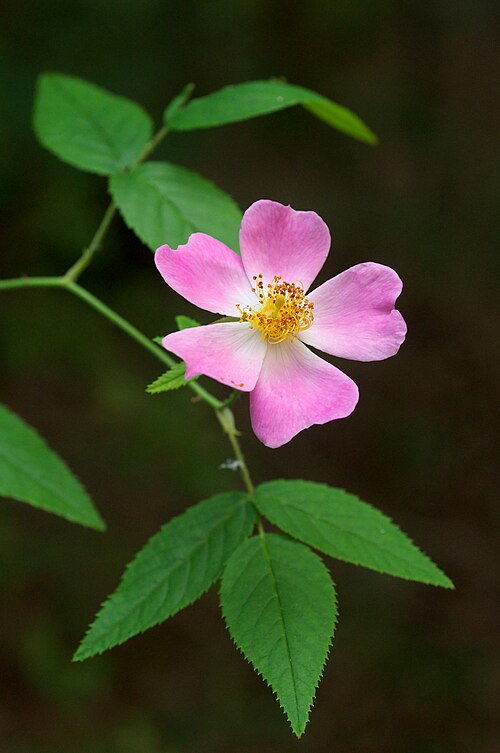 Rosa setigera Seeds – Illinois Rose Wildflower, 30 Non-GMO Perennial Seeds for Pollinator Gardens