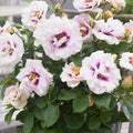Super Rare Eyes for You Rose Cuttings – Lavender & Purple Eye Rose for Rooting & Grafting – Rosa ‘Eyes for You’