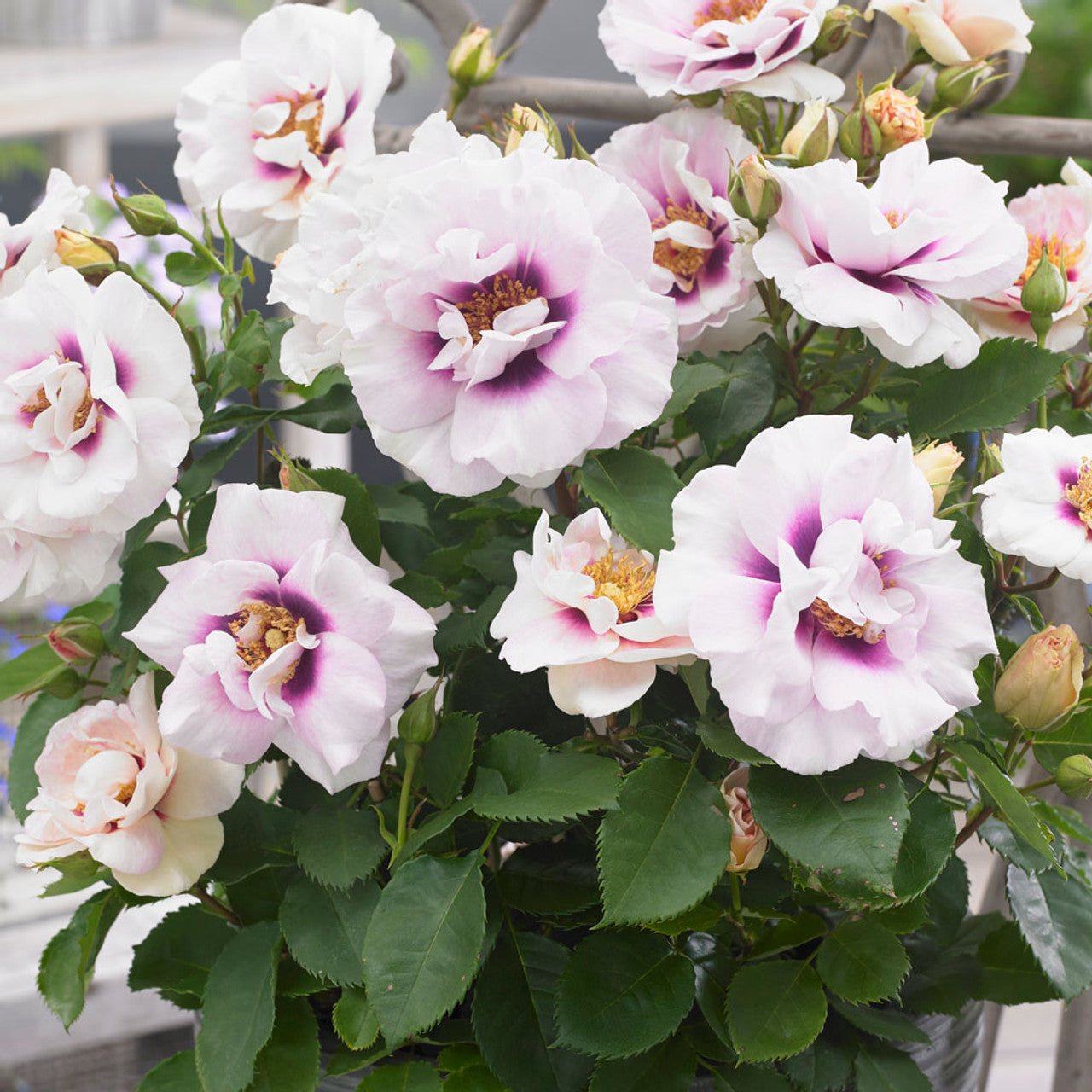Super Rare Eyes for You Rose Cuttings – Lavender & Purple Eye Rose for Rooting & Grafting – Rosa ‘Eyes for You’