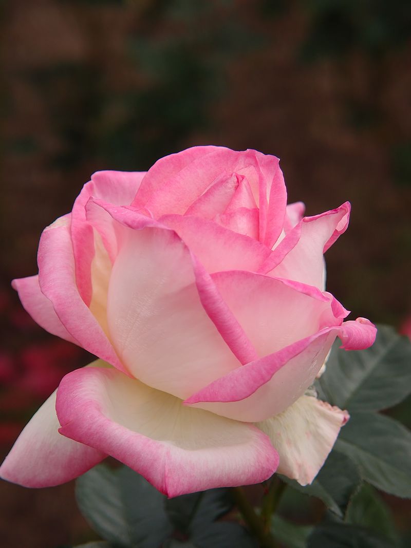 Rose Bush - Hybrid Tea - Blush Pink Fragrant Blooms - Grace de Monaco (Rosa 'Grace de Monaco')