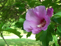 Bare Root Rose of Sharon Plants | Hibiscus syriacus Starter Shrubs | Hardy Perennial Flowering Bush