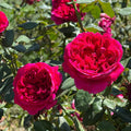 Super Rare Rouge Royal Red Rose Cuttings – 3 Unrooted Rosa ‘Rouge Royal’ Fragrant Modern Rose Propagation