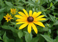 Black-Eyed Susan Plants | Bare Root | Bright Yellow Flowers | Rudbeckia hirta | Perennial Wildflower for Pollinator Gardens