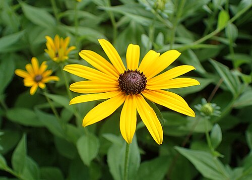 Black-Eyed Susan Plants | Bare Root | Bright Yellow Flowers | Rudbeckia hirta | Perennial Wildflower for Pollinator Gardens