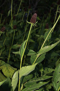 Rudbeckia occidentalis Seeds – Western Coneflower Native Perennial Wildflower (75 Seeds)