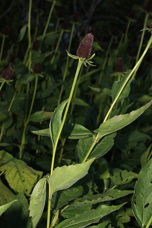 Rudbeckia occidentalis Seeds – Western Coneflower Native Perennial Wildflower (75 Seeds)