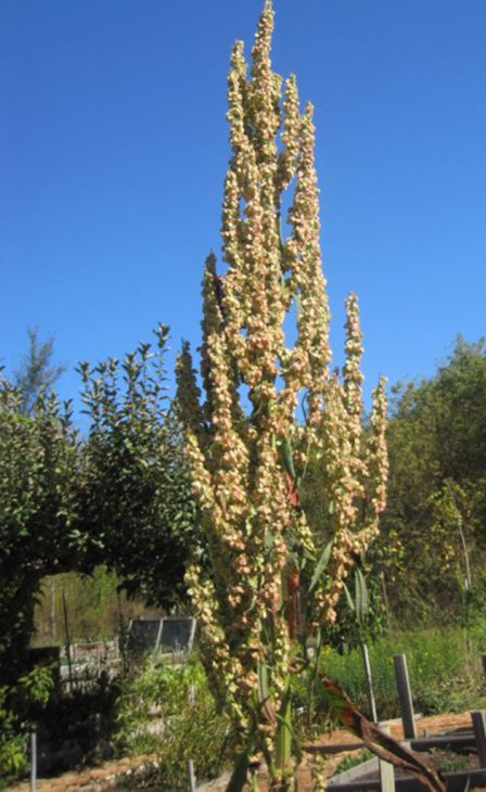 Rumex orbiculatus Seeds – Great Water Dock Native Wetland Plant 100 Seeds
