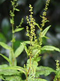 Cold Hardy Bare Root Rumex sanguineus Red-Veined Sorrel Aquatic Marginal Pond Plant Perennial Water Garden