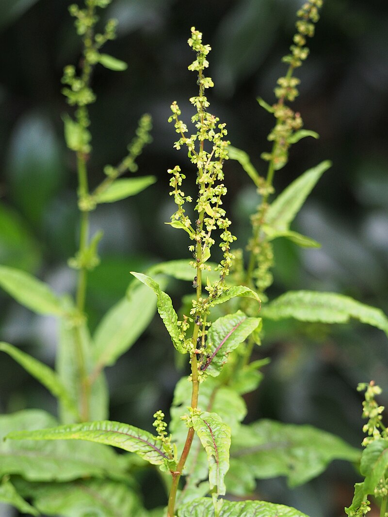 Cold Hardy Bare Root Rumex sanguineus Red-Veined Sorrel Aquatic Marginal Pond Plant Perennial Water Garden