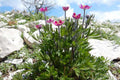 Anemone multifida Seeds – Windflower Wildflower, 100 Non-GMO Perennial Seeds