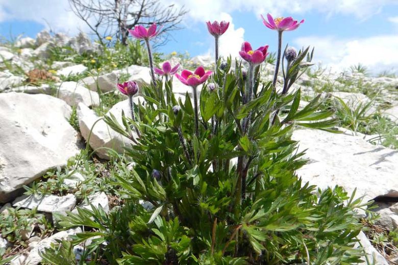 Anemone multifida Seeds – Windflower Wildflower, 100 Non-GMO Perennial Seeds