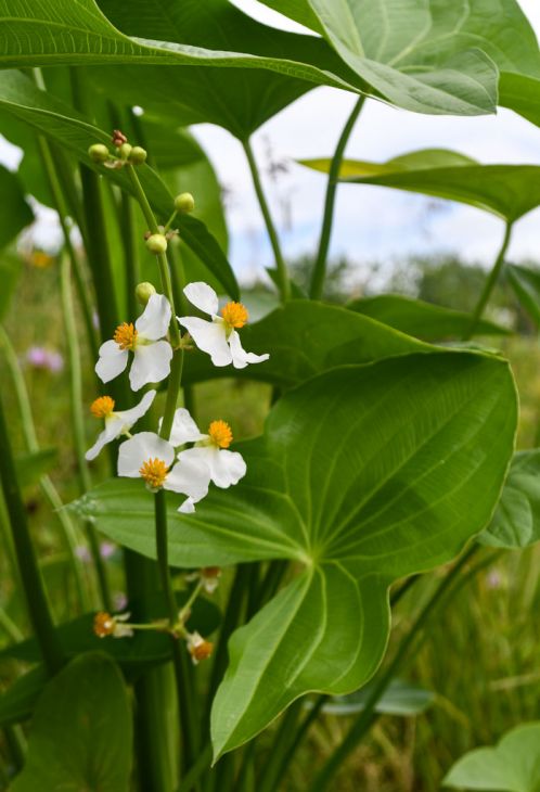 Sagittaria latifolia Seeds - Native Aquatic Perennial for Ponds, Wetlands & Rain Gardens, Broadleaf Arrowhead, Duck Potato, 500 Seeds