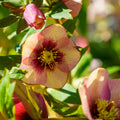 Hellebore ‘Sandy Shores’ (Helleborus x hybridus) – Established Gallon Size, Lenten Rose, Perennial Shade Flower