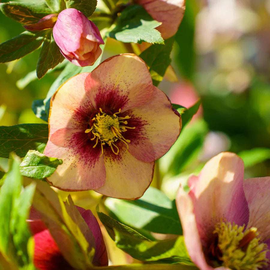 Hellebore ‘Sandy Shores’ (Helleborus x hybridus) – Established Gallon Size, Lenten Rose, Perennial Shade Flower
