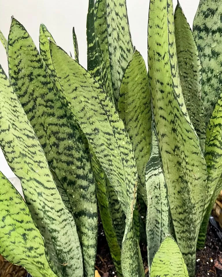 Sansevieria Snake Plant Leaf Cuttings – 4–6 Inches, Hawaii Grown, Organic, Unrooted Propagation Leaves, Indoor Houseplant