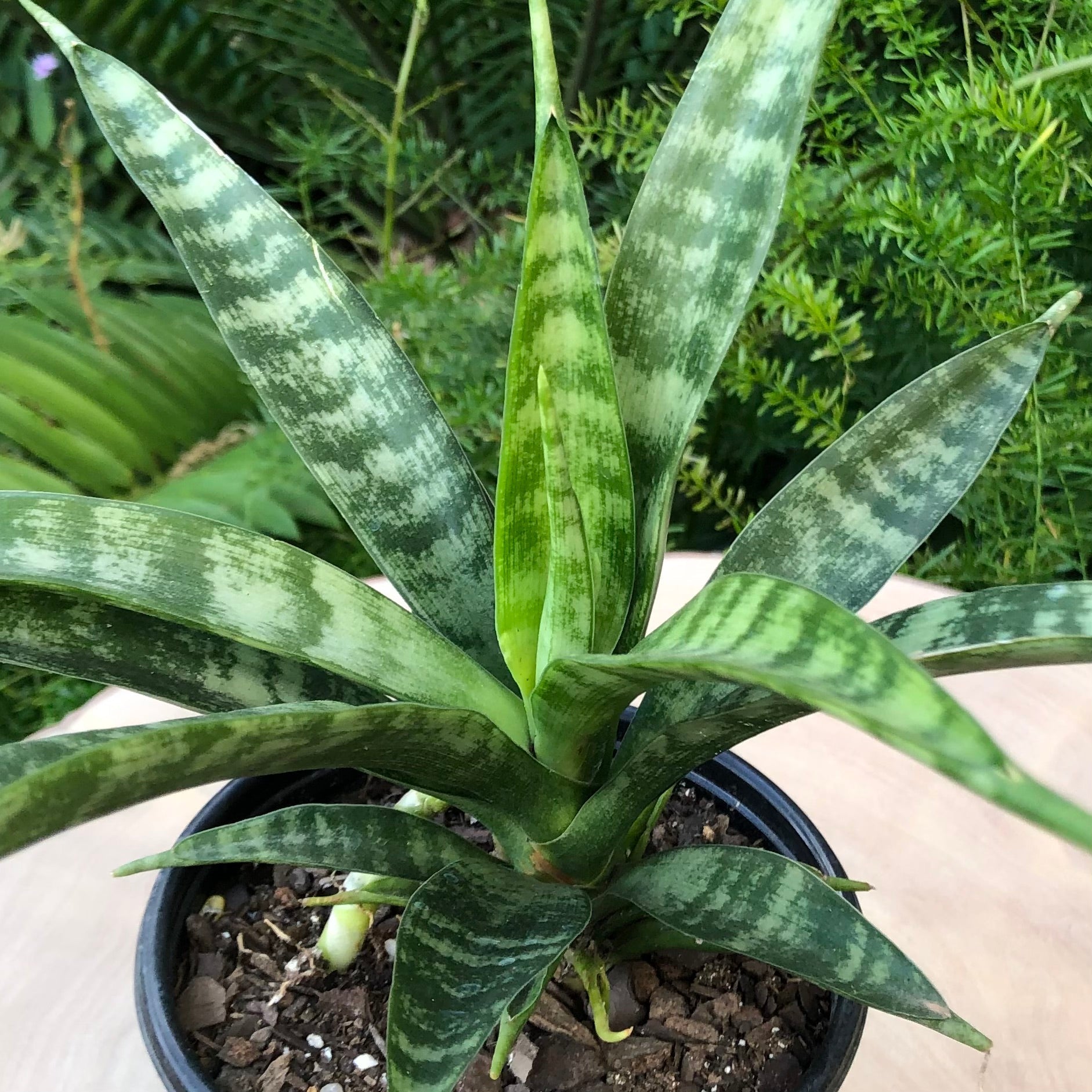 Sansevieria Parva Live Starter Plant 4-8 Inches Rare African Spear Indoor Air Purifier Easy Care Houseplant