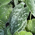 Rooted Silver Satin Pothos Cutting 12-inch Variegated Scindapsus pictus Indoor Houseplant