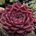 Echeveria Agavoides ‘Romeo Rubin’ – Rare Red Succulent Plant, 2-inch Live Bare Root, Easy Care Indoor Outdoor, Vibrant Rosette