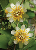 Passiflora Holoserica