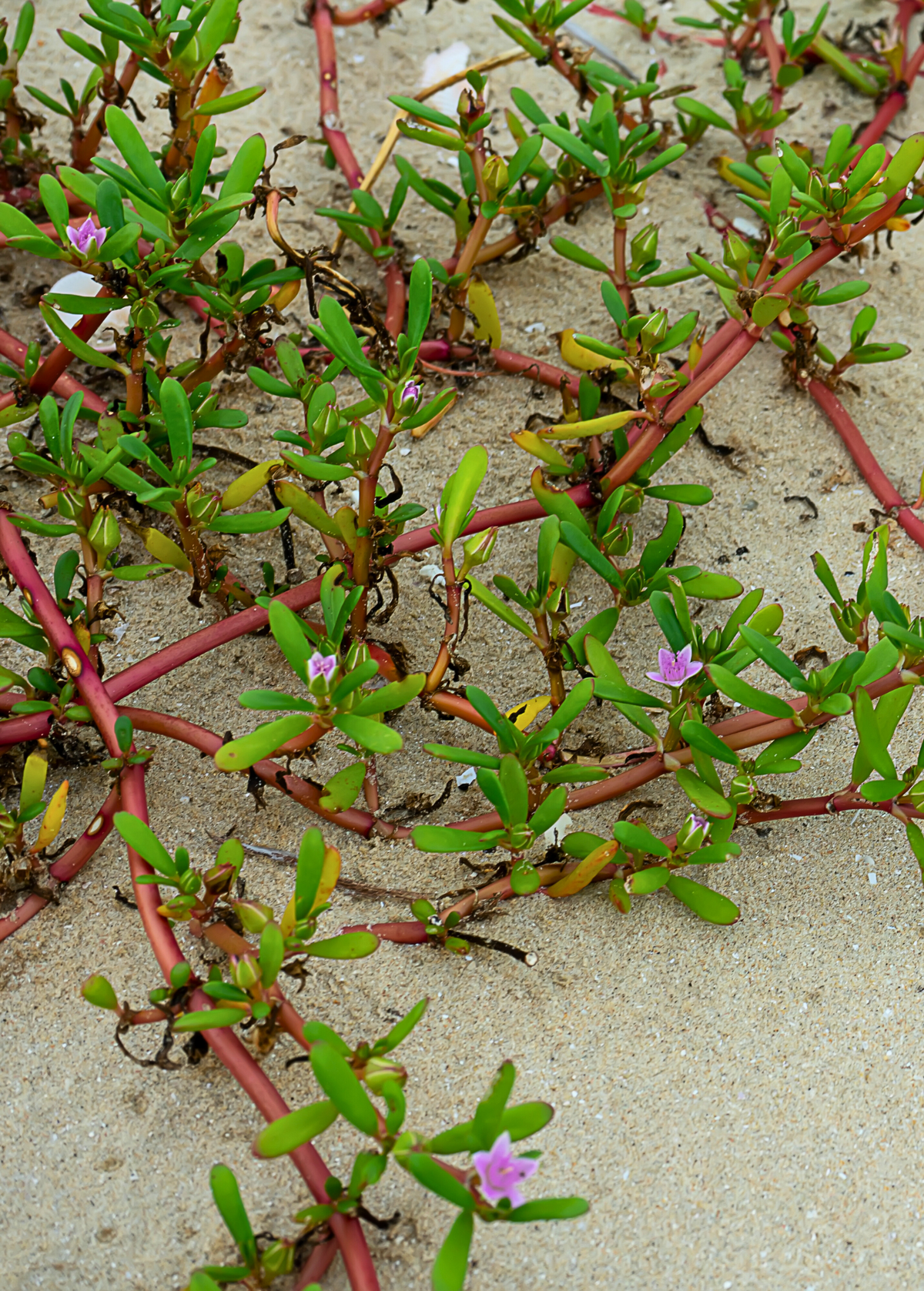 Sea Purslane (sesuvium portulacastrum)