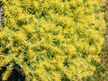 10 Sedum Cuttings | Stonecrop Succulent Unrooted Stems for Groundcover & Drought Landscaping