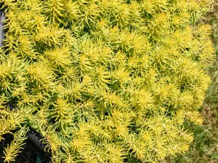 10 Sedum Cuttings | Stonecrop Succulent Unrooted Stems for Groundcover & Drought Landscaping
