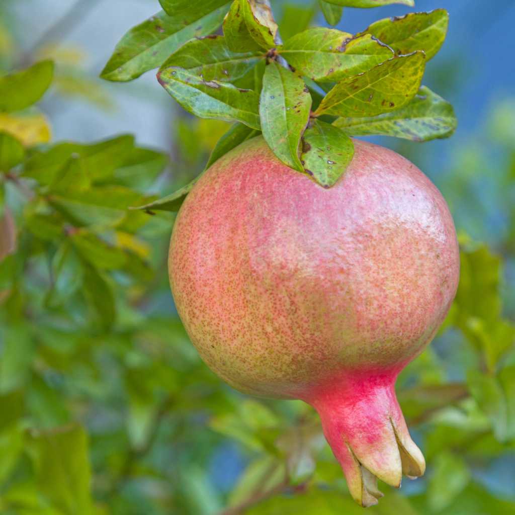 Super Rare Sirenevyi Pomegranate Cuttings – 3 Fresh Scions for Rooting or Grafting – Large Pink-Purple Arils – Punica granatum ‘Sirenevyi’