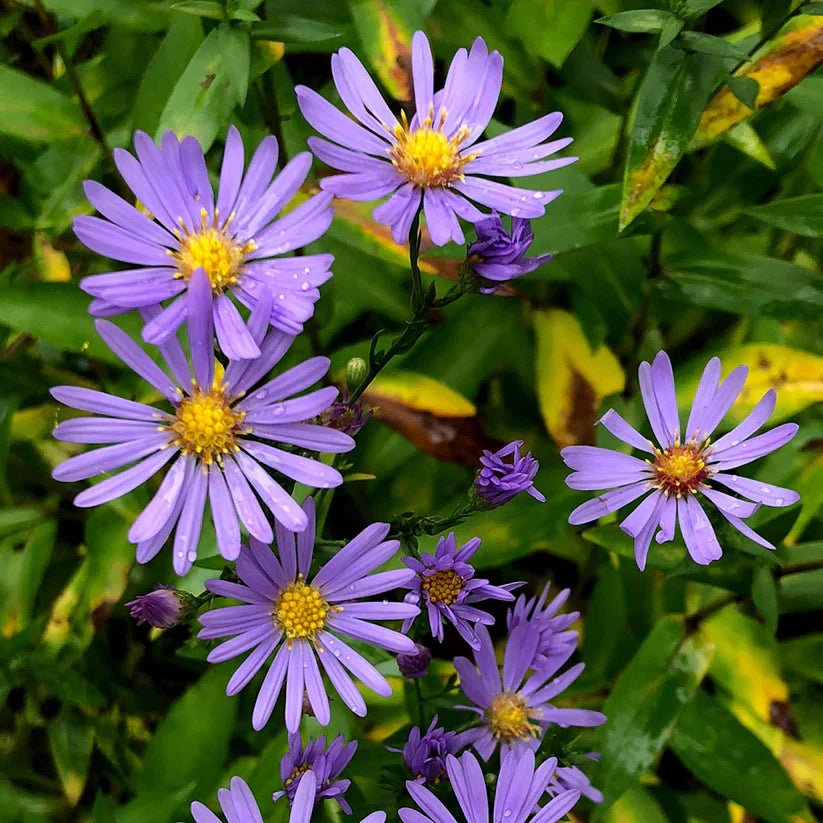 Symphyotrichum laeve Seeds – Smooth Blue Aster, Native Perennial Wildflower, Pollinator-Friendly Meadow Plant, 100 Seeds