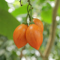 6 Rare Solanum betaceum 'Camo' Tree Tomato Cuttings | Unrooted Tamarillo Variety