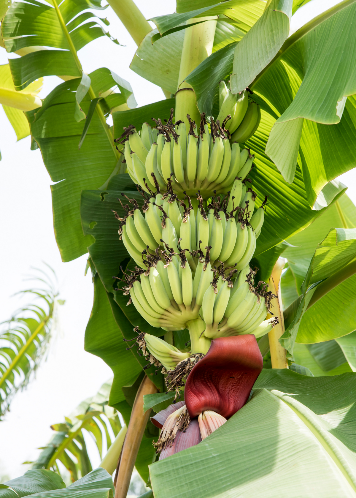 Banana 'Kokopo' (Musa acuminata)