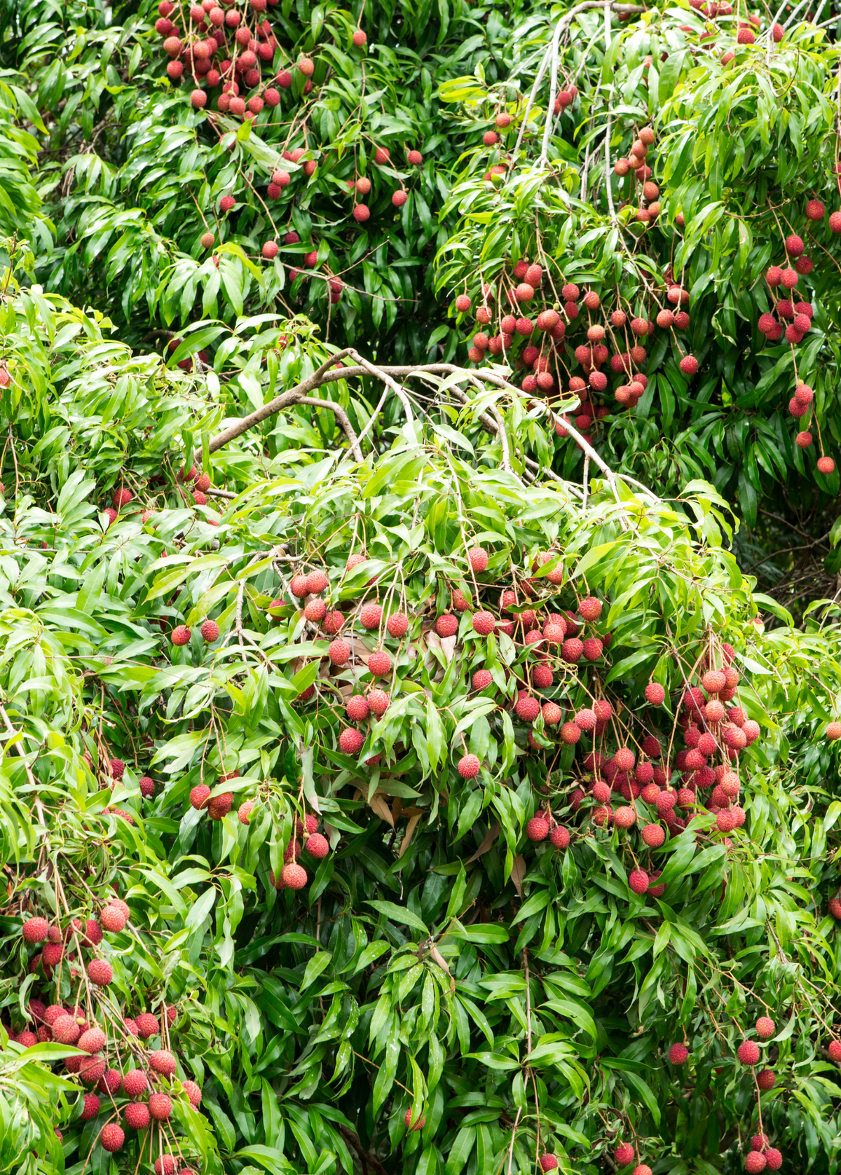 Lychee 'Brewster' (Litchi chinensis)