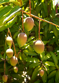 Mango 'Carrie' (Mangifera indica)
