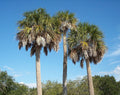 Sabal palmetto Seeds – Cabbage Palm, Palmetto Palm, Blue Palmetto, Native American, Coastal, Cold Hardy, 5 Seeds