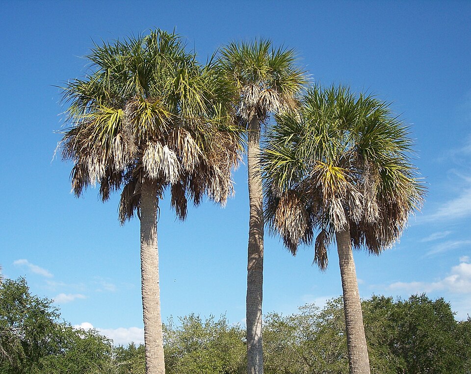 Sabal palmetto Seeds – Cabbage Palm, Palmetto Palm, Blue Palmetto, Native American, Coastal, Cold Hardy, 5 Seeds