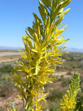 Stanleya pinnata Seeds – Prince's Plume Perennial Wildflower Drought-Tolerant Desert Plant, 40 Seeds
