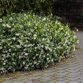 Star Jasmine Plant Live Rooted Stem, Fragrant White Flowers, Evergreen Climber, Trachelospermum jasminoides
