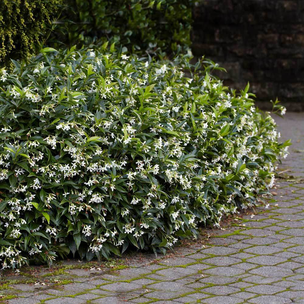 Star Jasmine Plant Live Rooted Stem, Fragrant White Flowers, Evergreen Climber, Trachelospermum jasminoides