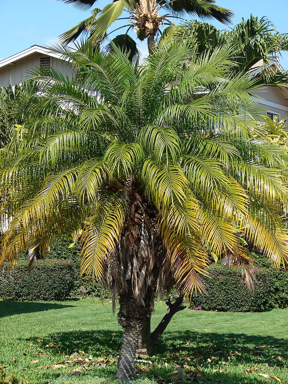 Phoenix roebelenii Seeds – Pygmy Date Palm, Miniature Ornamental Palm Tree, Indoor & Outdoor Cultivar, 5 Seeds